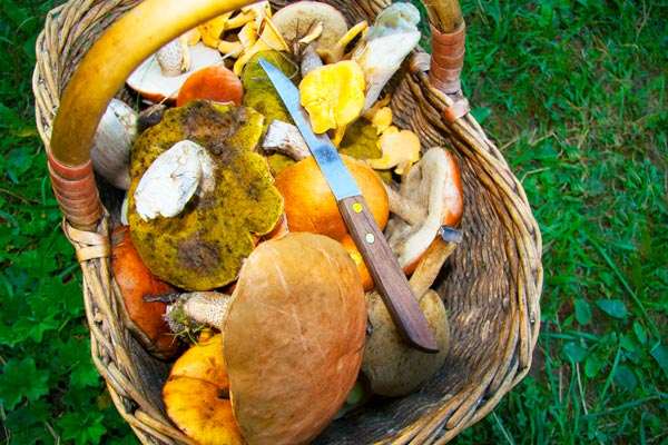 Curso de cocina de caza, setas y trufas | Brainest